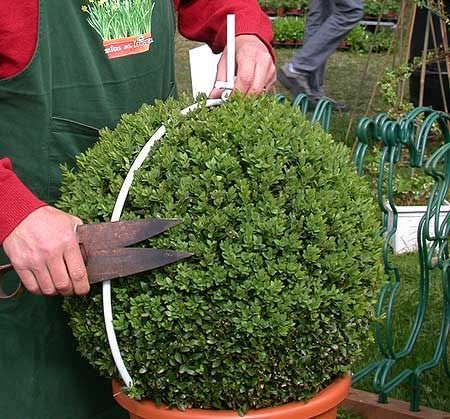 gardening scissors
